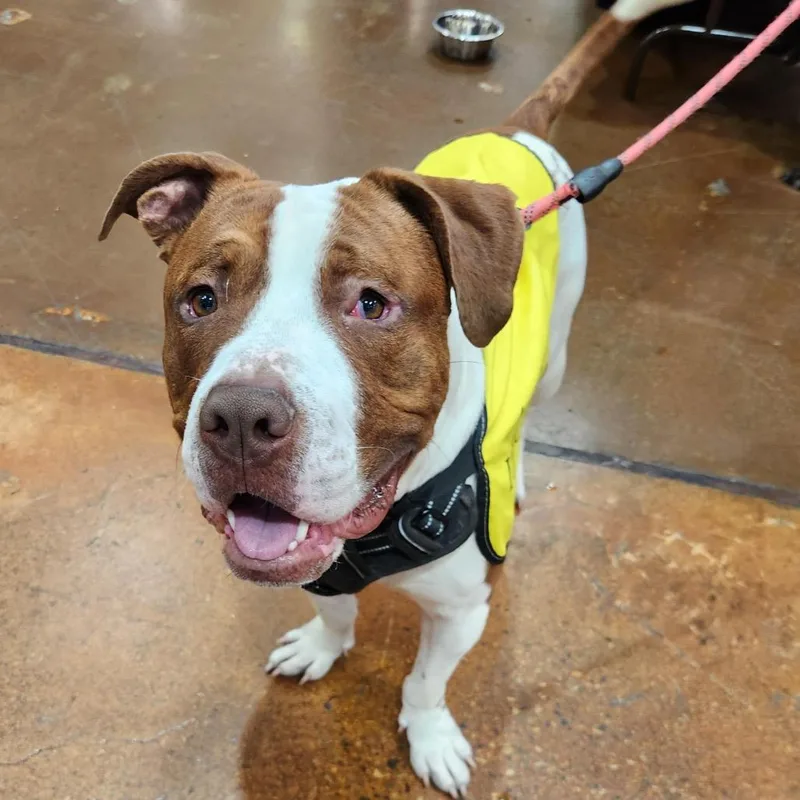 An adult large-sized male Red / Chestnut / Orange Pit Bull Terrier dog named Sparky A for adoption in Las Vegas, NV
