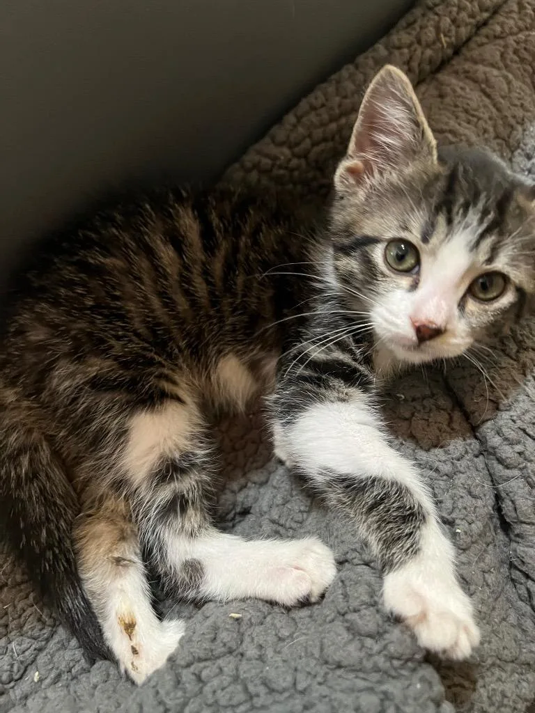 A baby medium-sized male Domestic Short Hair cat named Baxter for adoption in Cloquet, MN