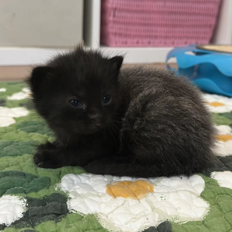 A baby small-sized male Black Domestic Short Hair cat named Carl for adoption in South Elgin, IL
