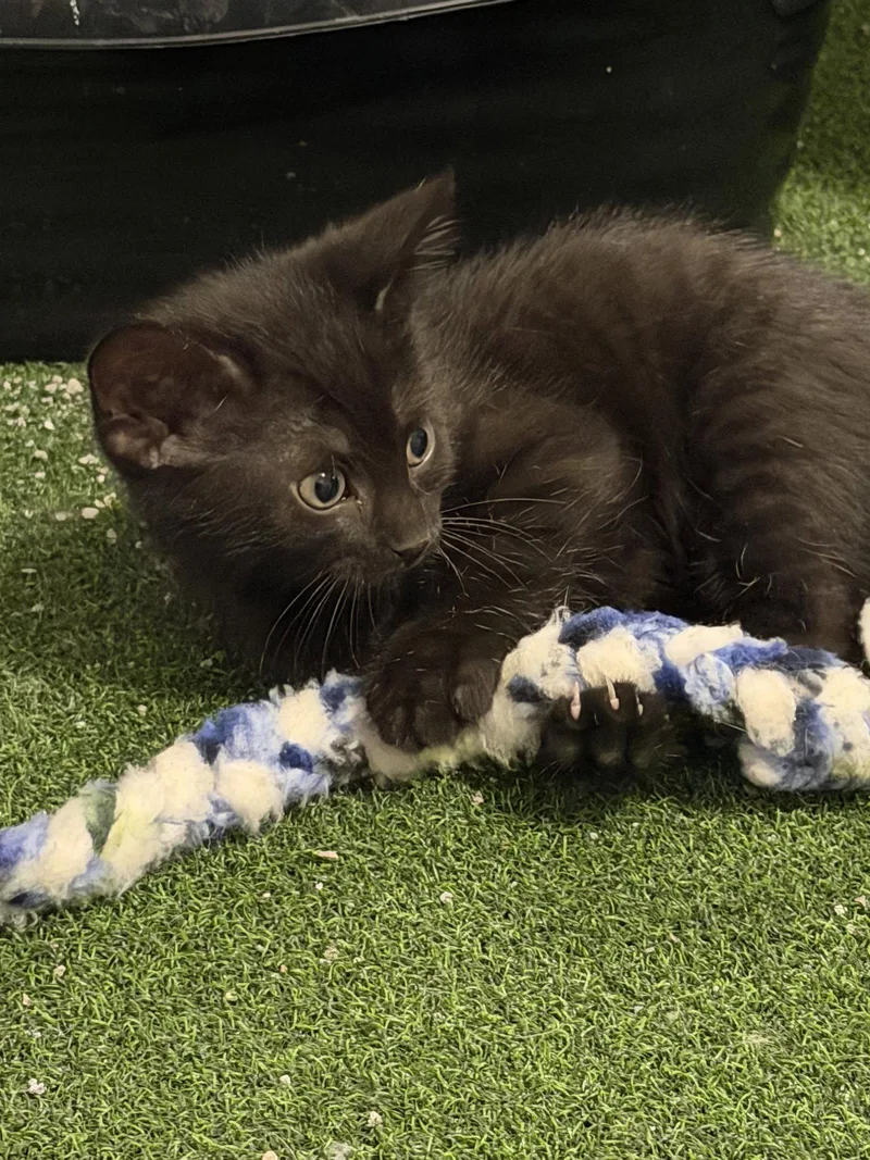 A baby medium-sized female Black Domestic Short Hair cat named Stormy for adoption in Wheaton, IL