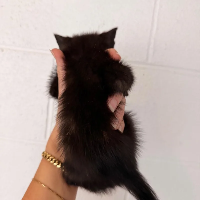A baby small-sized female Tortoiseshell Domestic Short Hair cat named Story for adoption in Evensville, TN