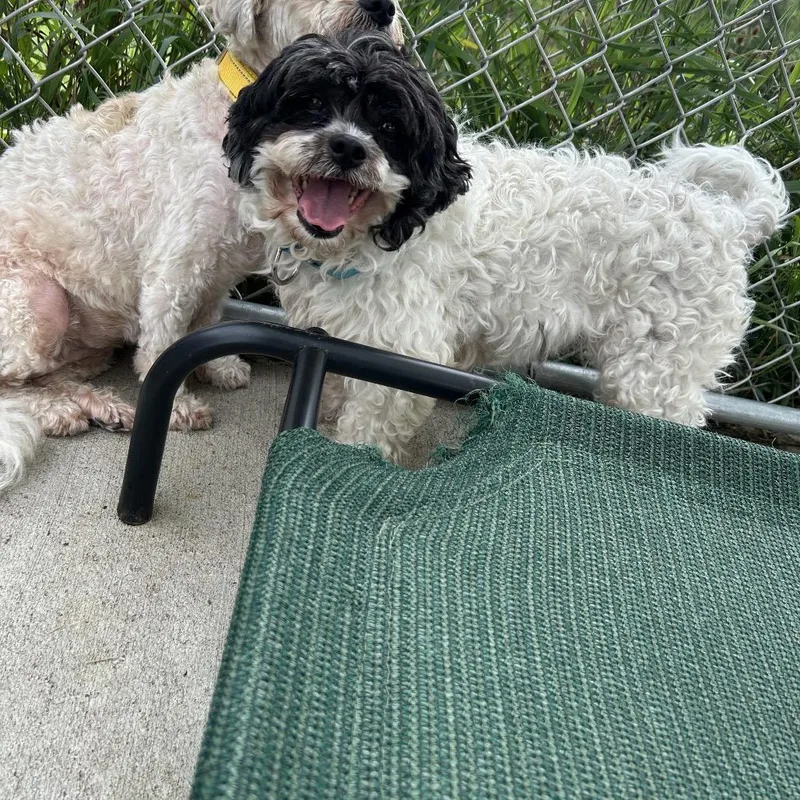 An adult small-sized male White / Cream Shih Tzu dog named Cooper for adoption in Uniontown, PA