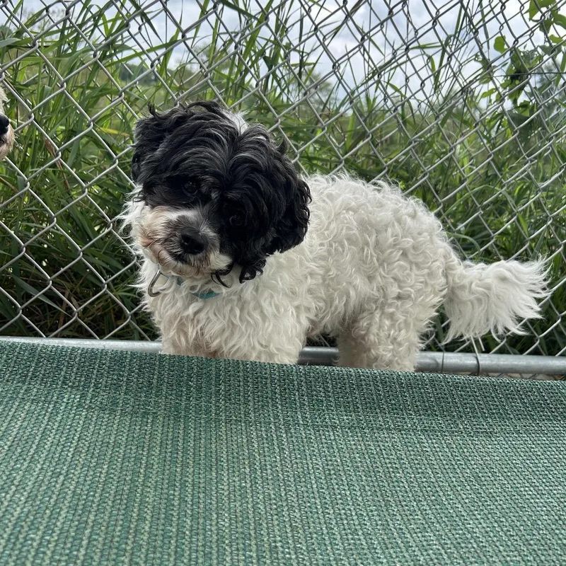 Cooper thumbnail 3
