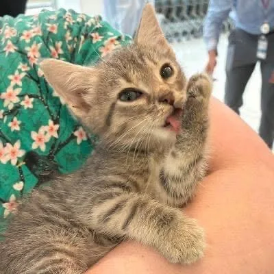 A baby small-sized male Domestic Short Hair cat named Halo for adoption in Alexandria, VA