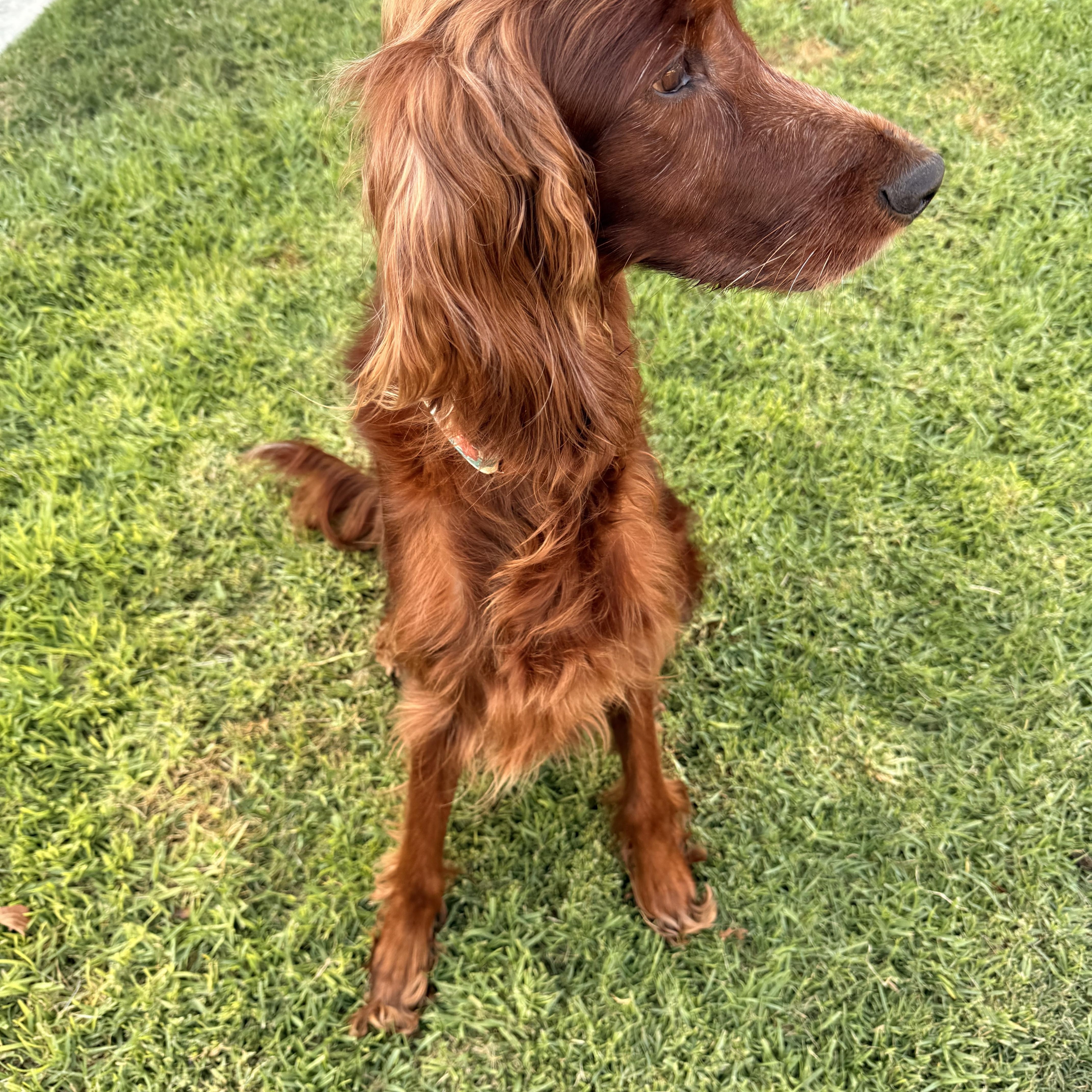 A senior medium-sized female Red / Chestnut / Orange Irish Setter dog named Holly for adoption in Torrance, CA