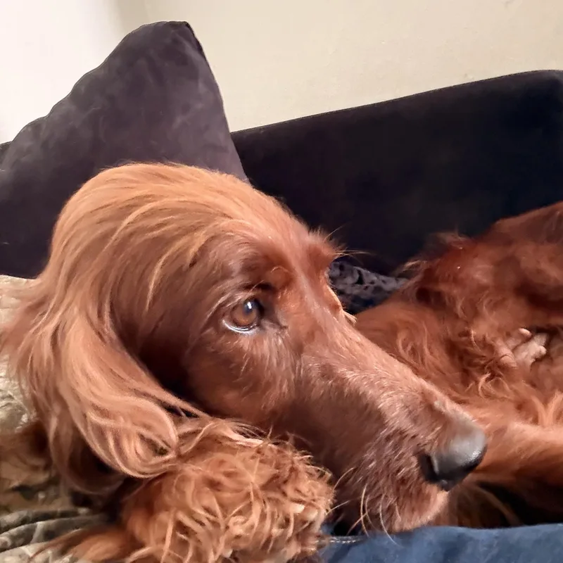 Holly thumbnail 4