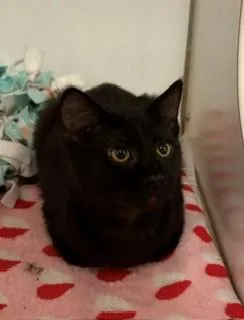 A baby medium-sized female Black Domestic Short Hair cat named Papaya for adoption in Mason City, IA