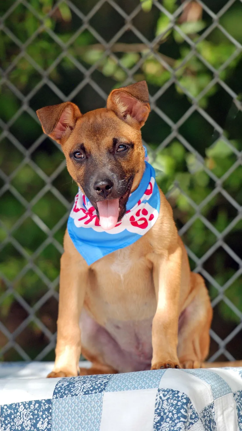 A baby medium-sized female Black Mouth Cur dog named Toffee for adoption in Madisonville, TX
