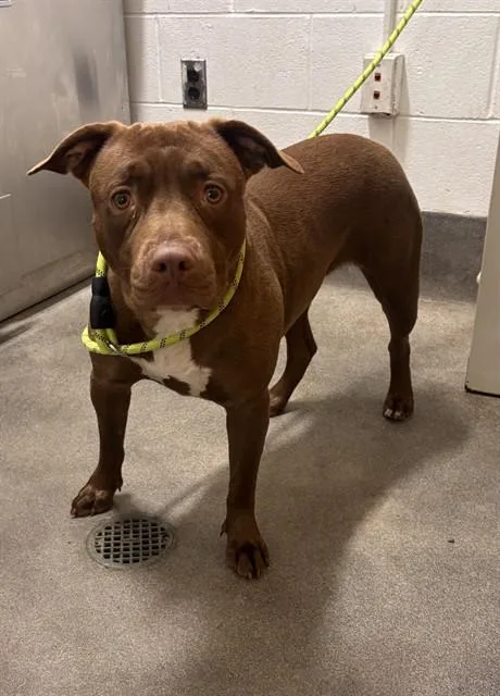 A young medium-sized female Pit Bull Terrier dog named Brown Sugar for adoption in Upper Marlboro, MD