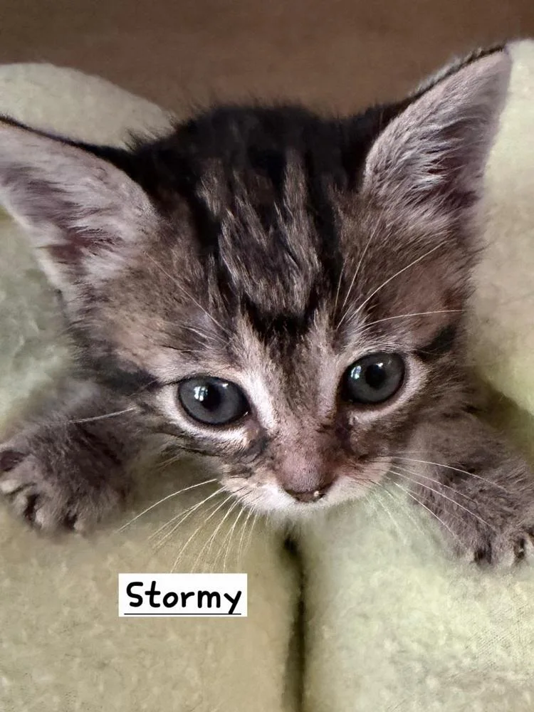A baby small-sized male Tabby cat named Stormy for adoption in Calimesa, CA