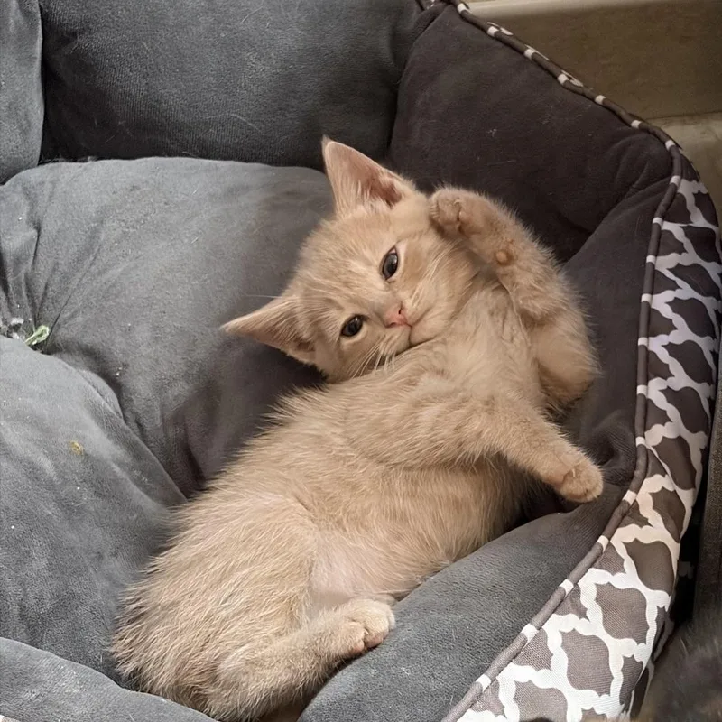 A baby medium-sized female Tabby (Orange / Red) Domestic Short Hair cat named Teressa...ginger fur gentle for adoption in Murfreesboro, TN