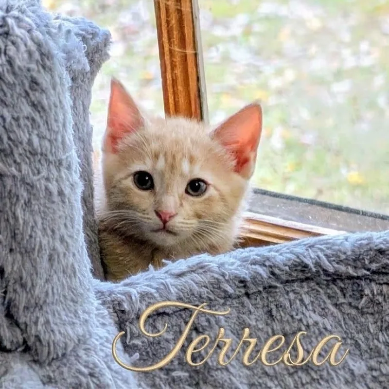 Teressa...ginger fur  gentle thumbnail 2
