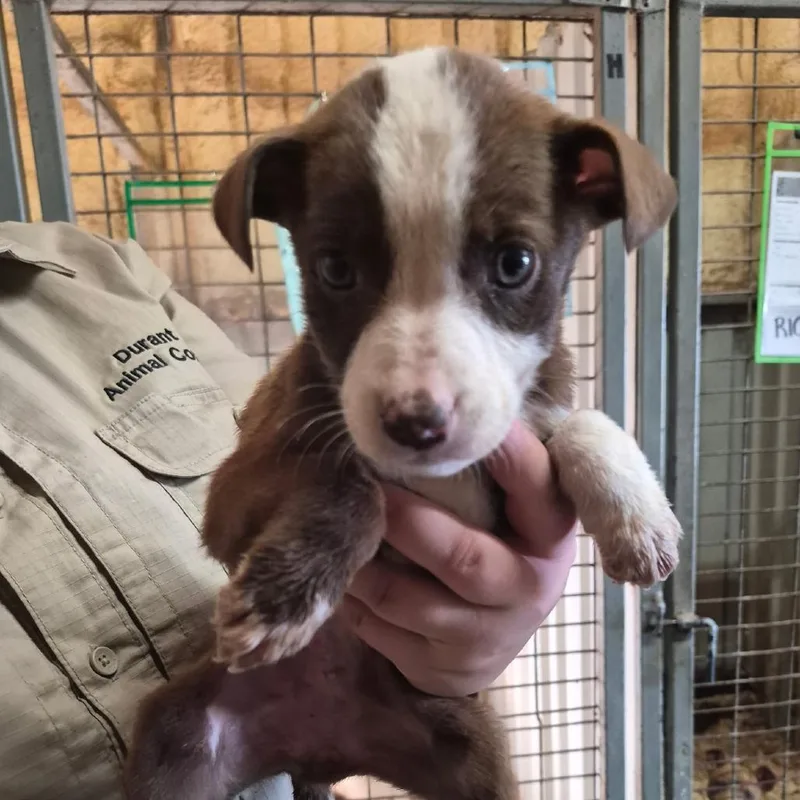 A baby medium-sized female Red / Chestnut / Orange Mixed Breed dog named Harper for adoption in Durant, OK