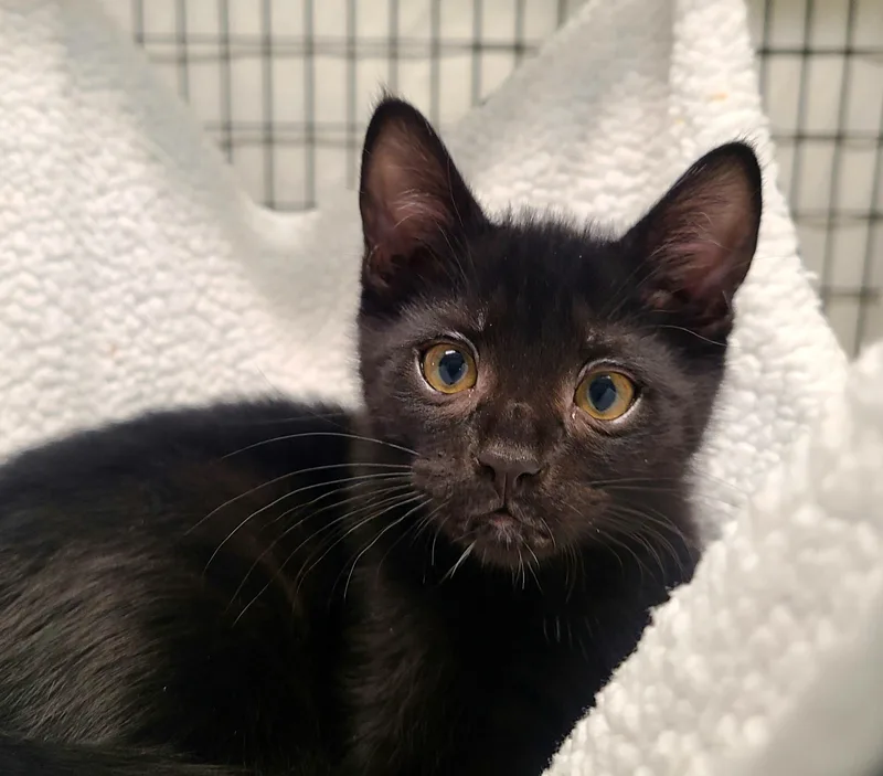 A baby medium-sized female Black Domestic Short Hair cat named Ivy & Jelly Bean for adoption in Kirkland, WA