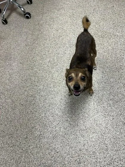 An adult small-sized female Chihuahua dog named Chichi for adoption in Conway, AR