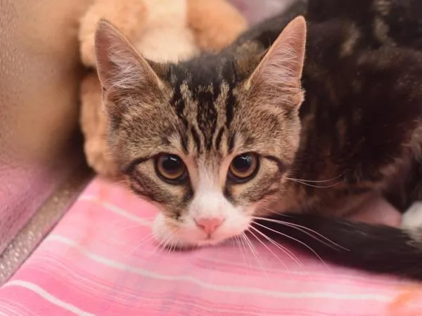 A baby small-sized male Domestic Short Hair cat named Zachy for adoption in Portland, OR
