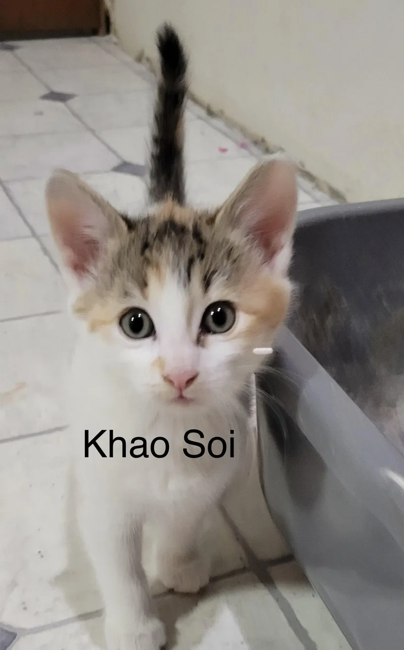 Khao Soi