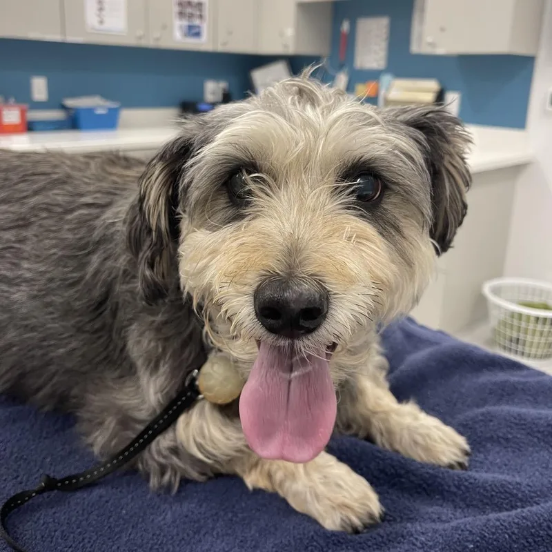 An adult medium-sized female Gray / Blue / Silver Shih Tzu dog named Pebbles for adoption in Winston Salem, NC