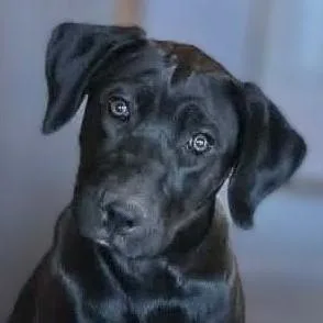 A baby medium-sized female Black Weimaraner dog named Brook for adoption in Boerne, TX