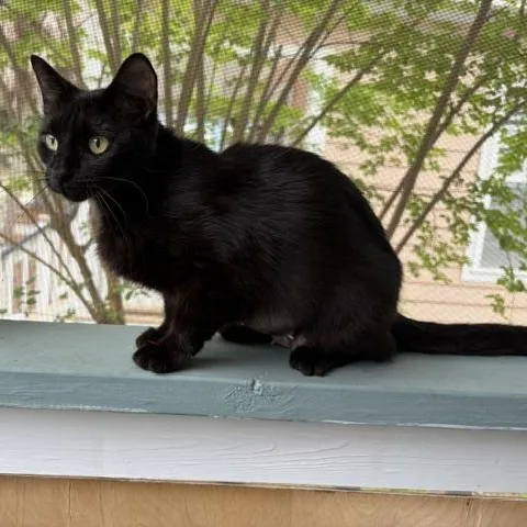 A young medium-sized female Black Domestic Short Hair cat named Luna for adoption in Beaufort, SC