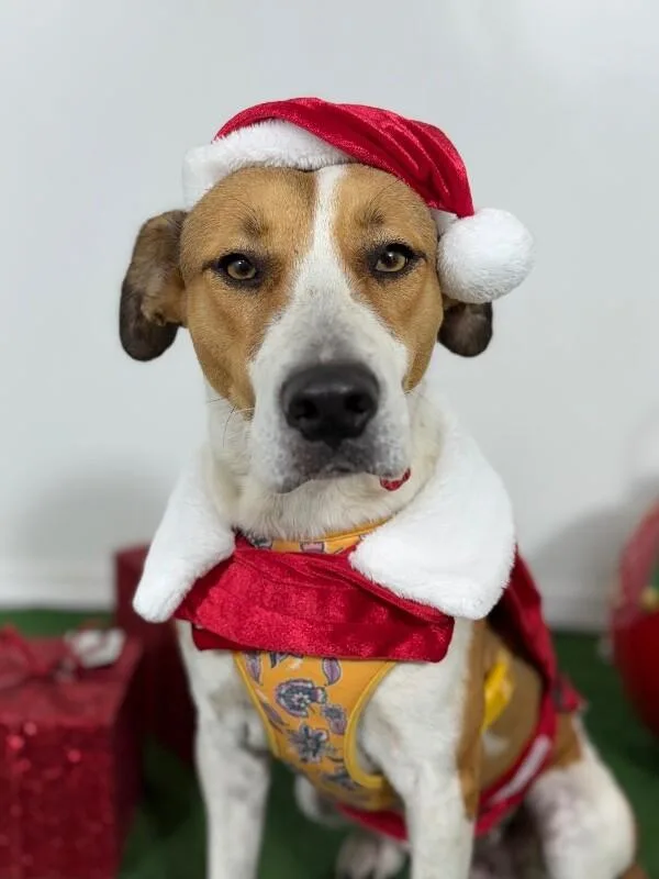 A young medium-sized female White / Cream Coonhound dog named Heart for adoption in Carlsbad, CA