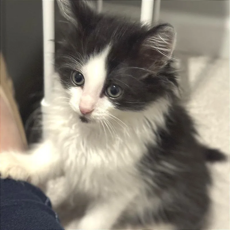 A baby small-sized male Black Domestic Medium Hair cat named Frost Harbor for adoption in Fredericksburg, VA
