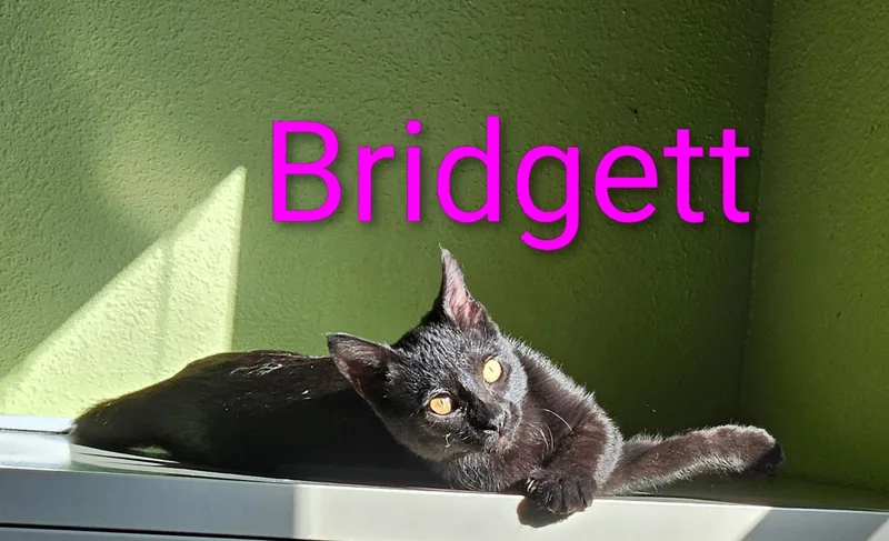 A baby small-sized female Black Domestic Short Hair cat named Bridgett  North Conroe for adoption in Spring, TX