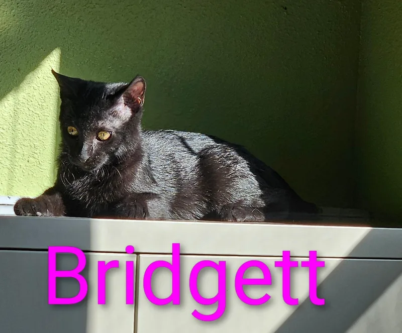 Bridgett  North Conroe thumbnail 2