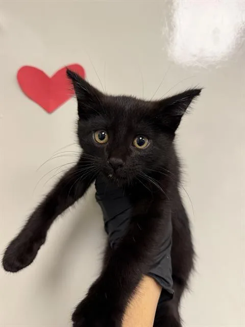 A baby small-sized male Domestic Short Hair cat named Mac for adoption in Ontario, CA