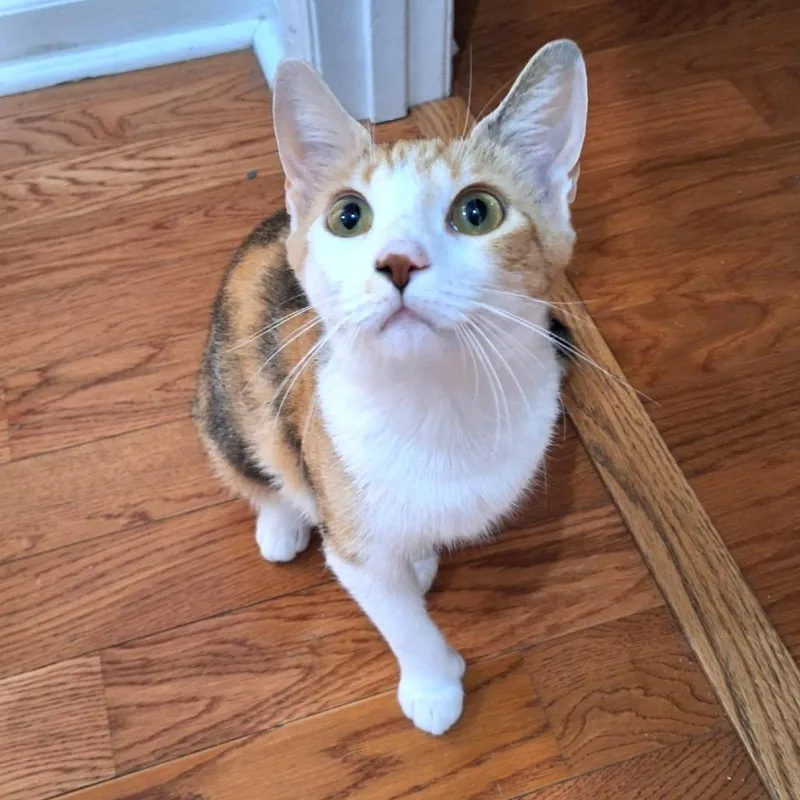 An adult medium-sized female Calico Extra-Toes Cat / Hemingway Polydactyl cat named Jelly Bean for adoption in Brownsboro, AL