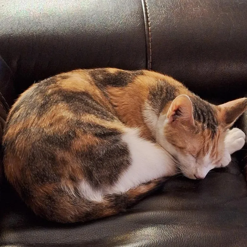 Jelly Bean thumbnail 3