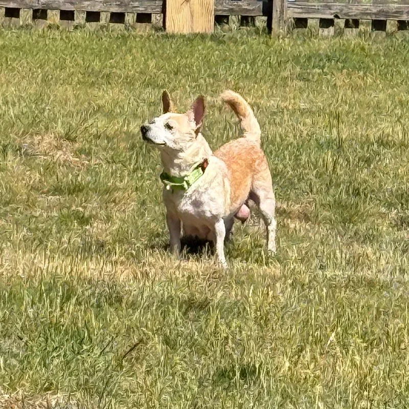 An adult small-sized female Yellow / Tan / Blond / Fawn Chihuahua dog named Starsong for adoption in Fredericksburg, VA