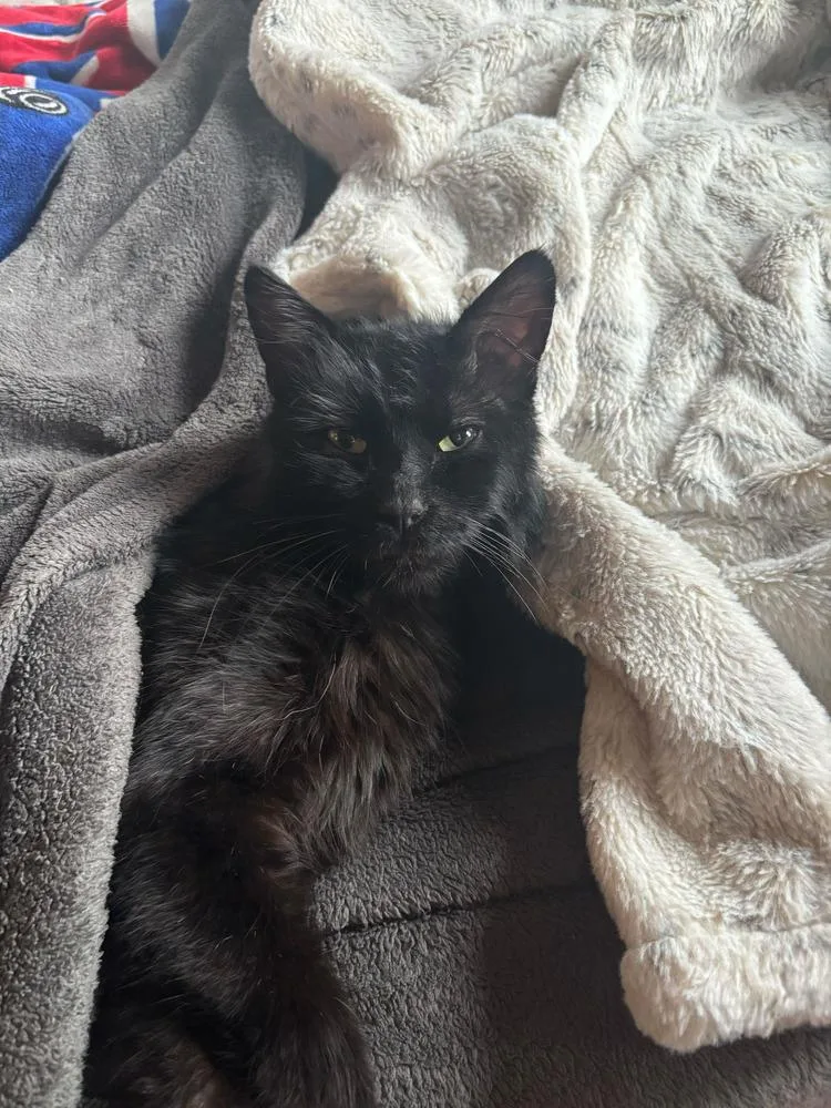 An adult medium-sized male Black Domestic Medium Hair cat named Benito for adoption in New York, NY