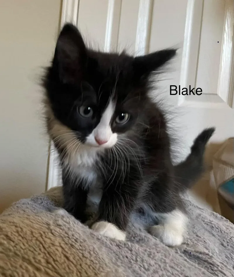 Blake