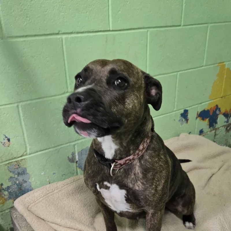 An adult medium-sized female Brindle Pit Bull Terrier dog named Cedar for adoption in Tawas City, MI