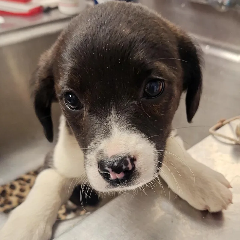 A baby small-sized female Black Hound dog named Jade for adoption in Birmingham, AL