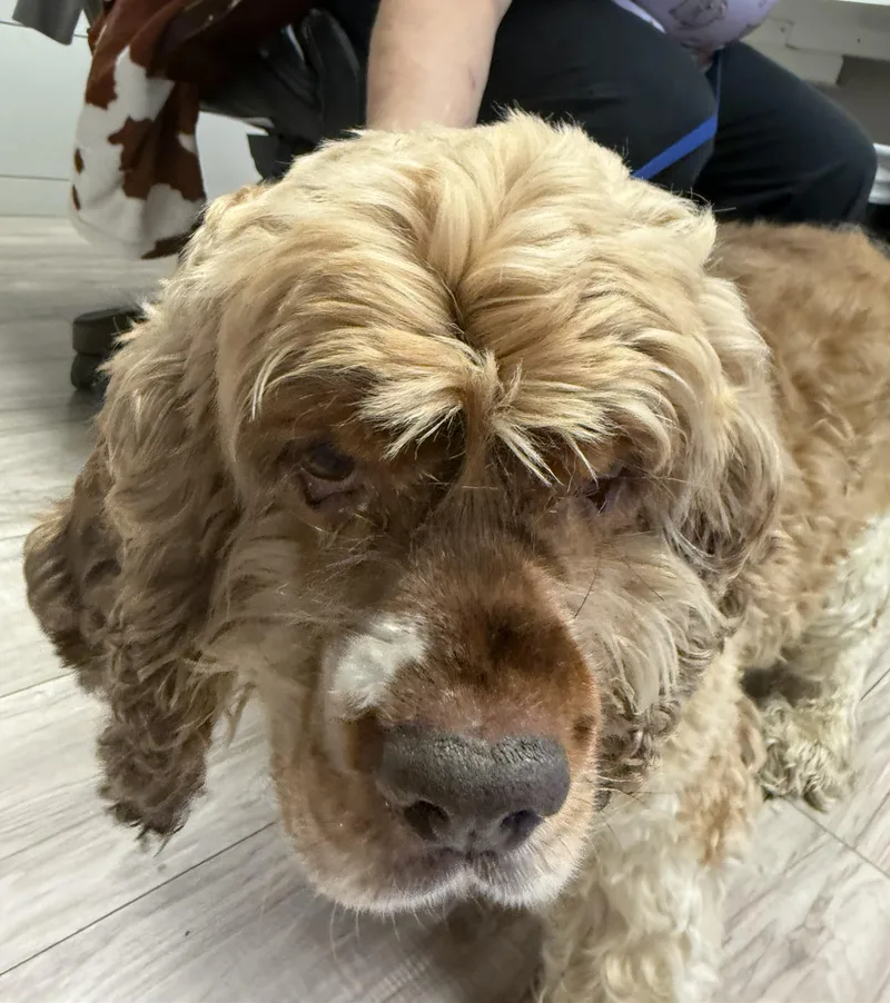 An adult medium-sized male Yellow / Tan / Blond / Fawn Cocker Spaniel dog named Henry for adoption in Plano, TX
