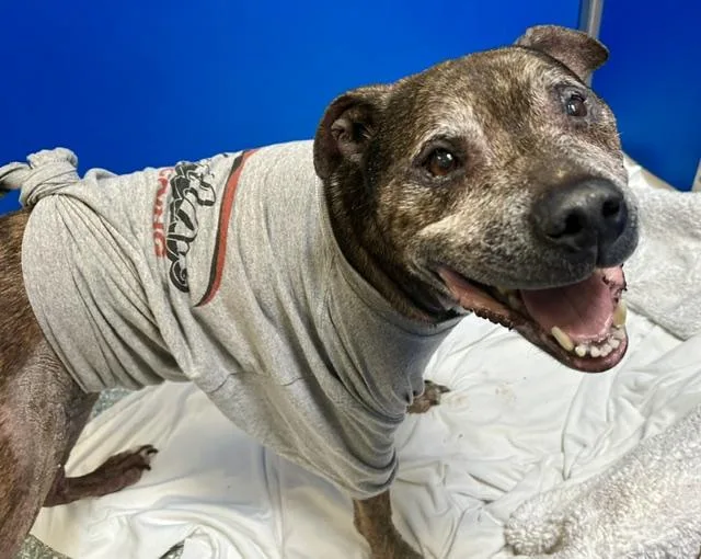 An adult medium-sized male Pit Bull Terrier dog named Loki for adoption in Tucson, AZ