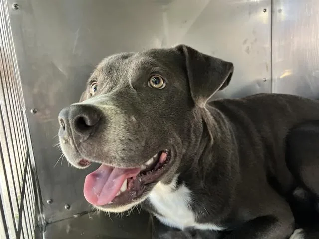 A young medium-sized male Mixed Breed dog named Blue for adoption in Dallas, TX