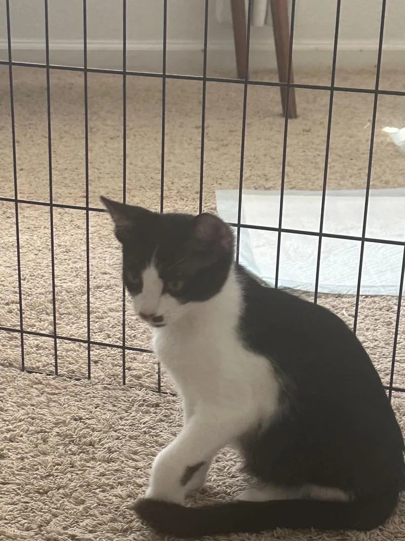 A baby medium-sized male Black & White / Tuxedo Tuxedo cat named Romeo for adoption in Tehachapi, CA