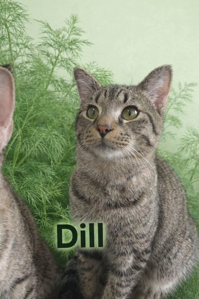 A baby small-sized male Domestic Short Hair cat named Dill for adoption in Leonardtown, MD