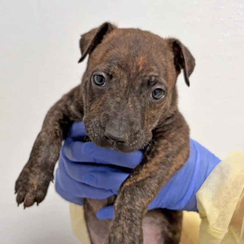 A baby small-sized male Brindle Pit Bull Terrier dog named Parfait for adoption in Ojai, CA