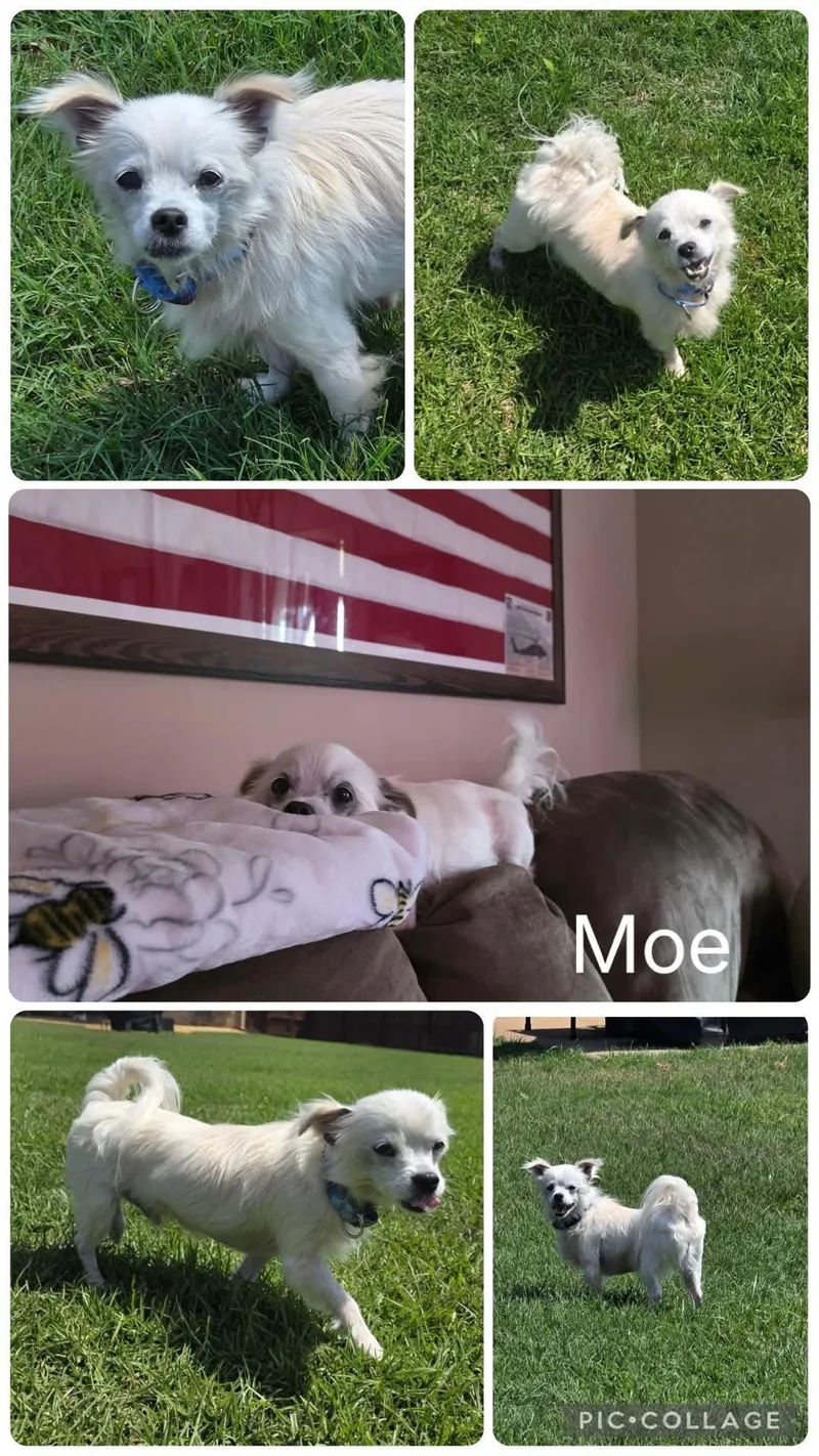 An adult small-sized male White / Cream Maltese dog named Moe for adoption in Enterprise, AL