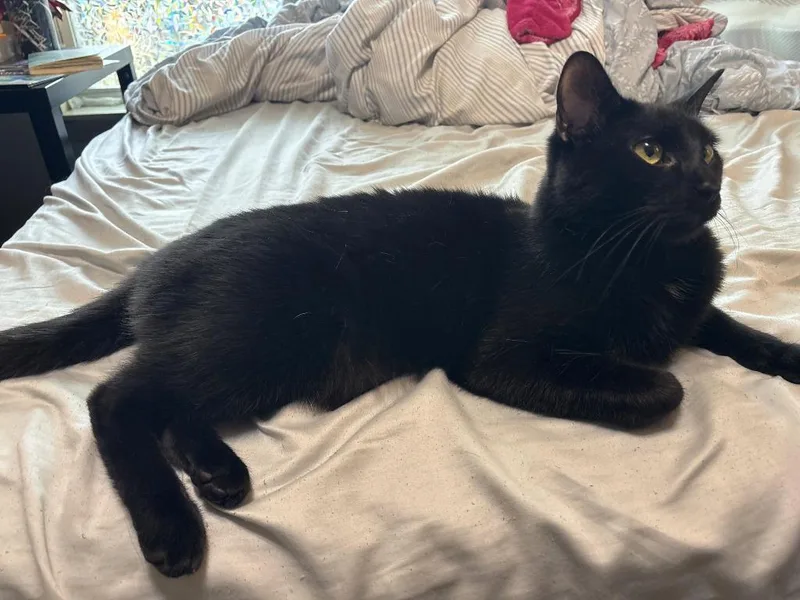 A young medium-sized male Domestic Short Hair cat named James for adoption in Bloomington, IN