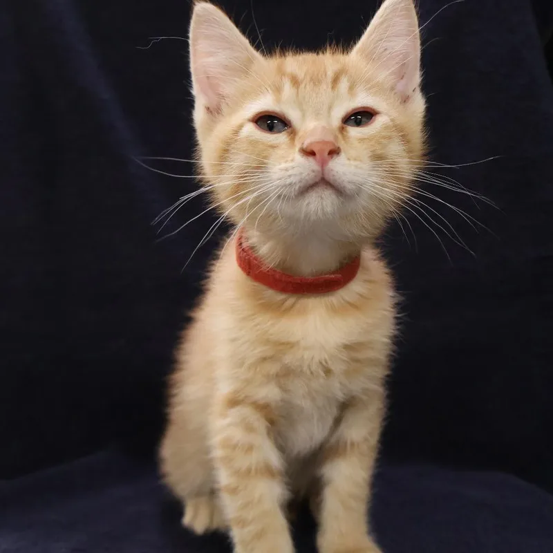 A baby small-sized male Orange / Red Domestic Short Hair cat named Simba for adoption in Saint Charles, MO