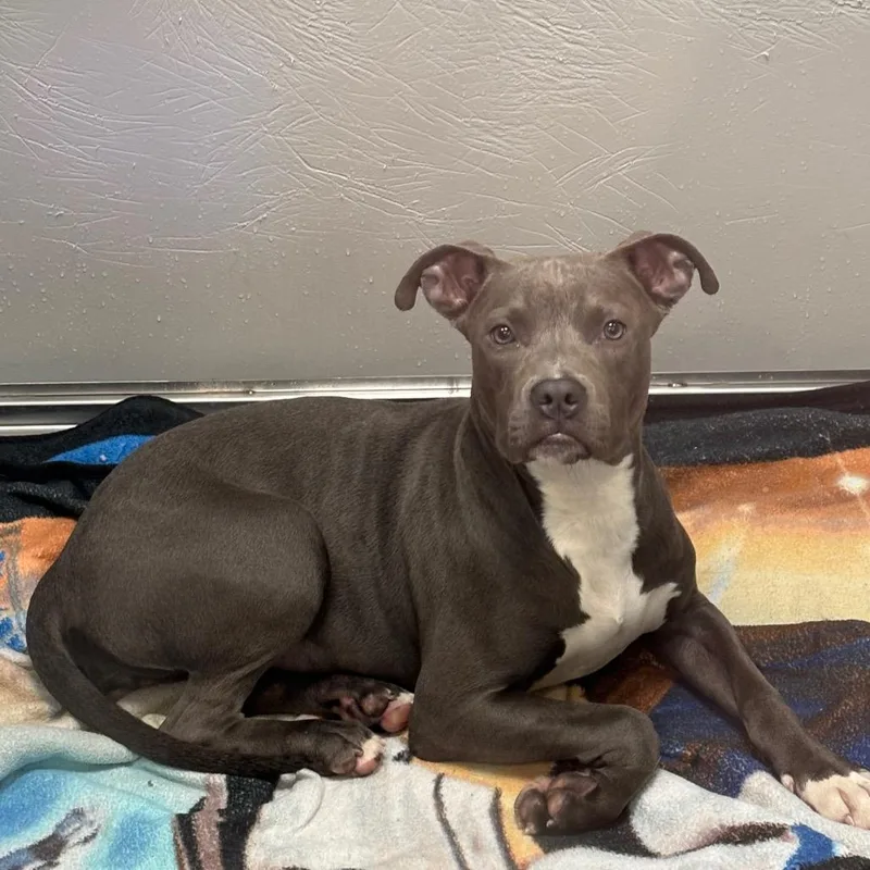 Nova