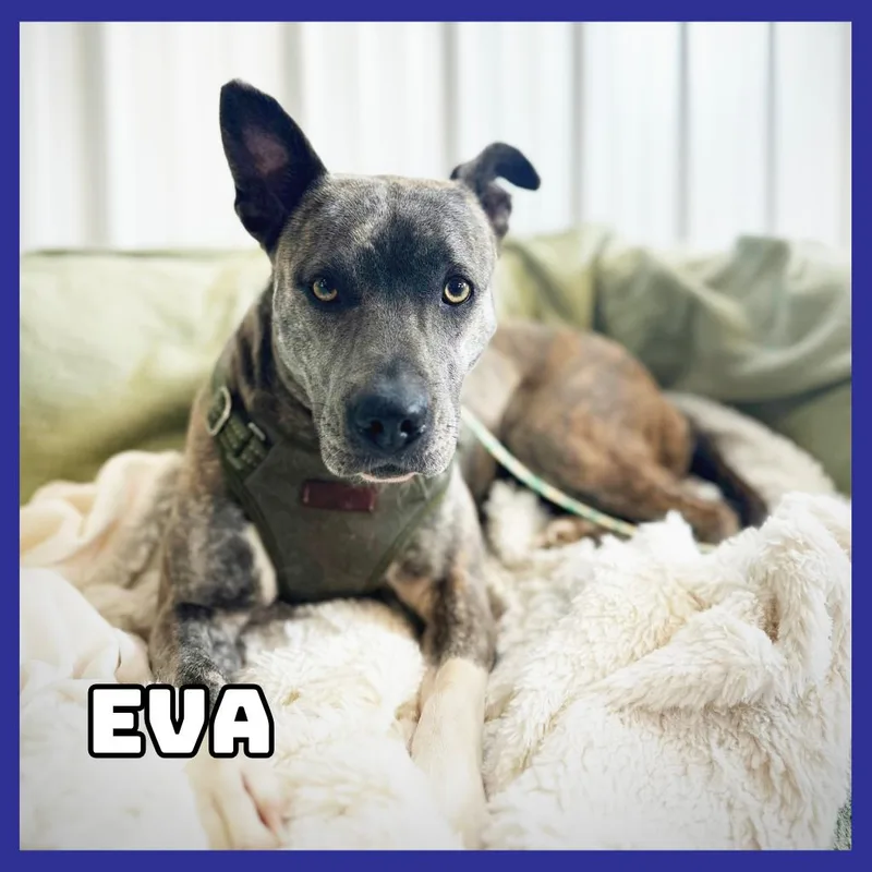 An adult medium-sized female Brindle American Staffordshire Terrier dog named Eva for adoption in Glenwood, MN