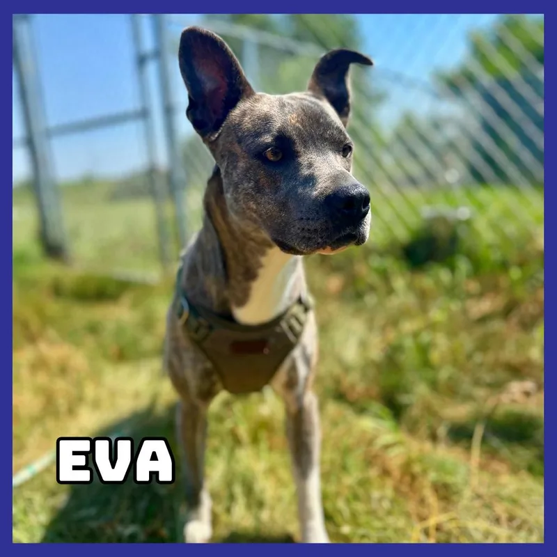 Eva thumbnail 2