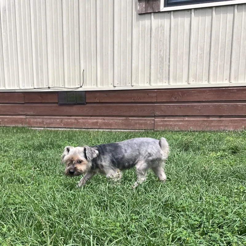 An adult small-sized male Black Yorkshire Terrier dog named Tucker James for adoption in Houston, TX