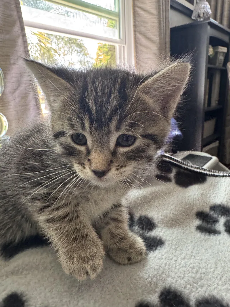 A baby small-sized female Domestic Short Hair cat named Queen Elizabeth for adoption in Long Beach, CA